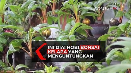 Ini Dia! Hobi Bonsai Kelapa yang Menguntungkan!