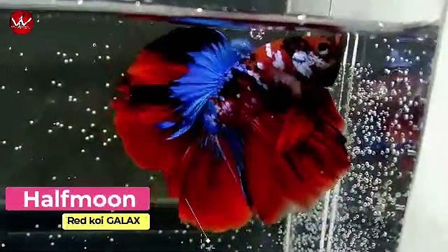 ikan cupang hias halfmoon sebagai penghias kamar