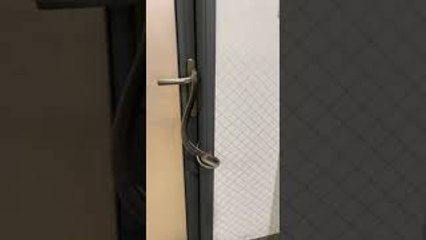 Snake Wraps Itself Around Door Handle