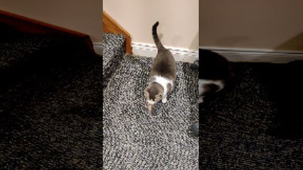 Cat Can't Keep Catch