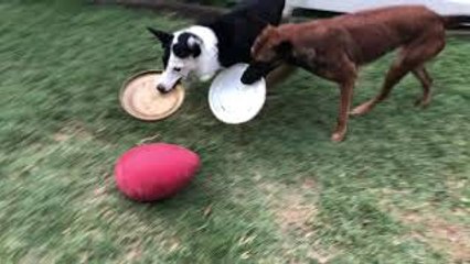 Dogs Teach Themselves to Use Tools to Play a Game