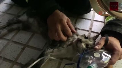 Dumandan etkilenen kedi oksijen maskesiyle hayata döndü