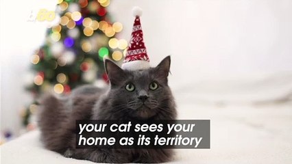Do You Ever Wonder Why Cats Hate Closed Doors?