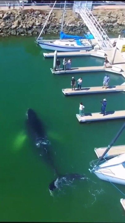 Whale  #shorts video