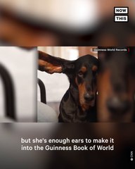 This Coonhound Holds the World Record for Longest Dog Ears