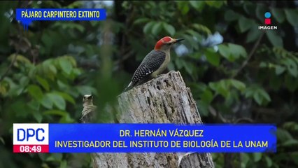 Pájaro carpintero se declara extinto en EUA