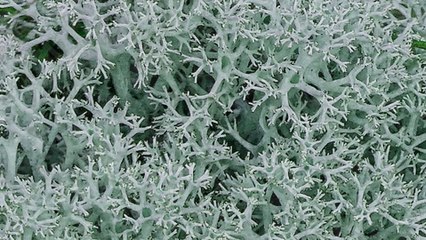 Jean-Michel Blais - doux