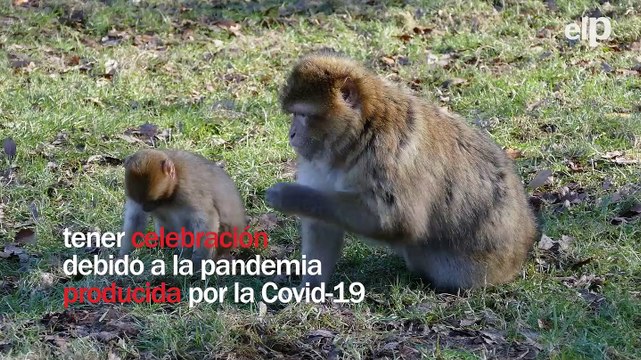 Día Mundial de los Animales: las protectoras celebran la nueva ley de bienestar animal