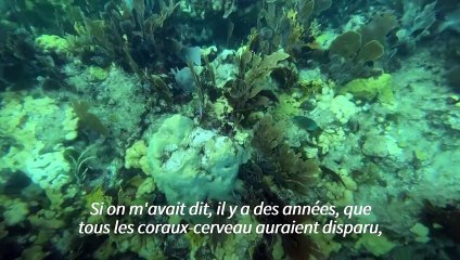 Floride: un laboratoire tente de sauver les coraux d'une mystérieuse maladie