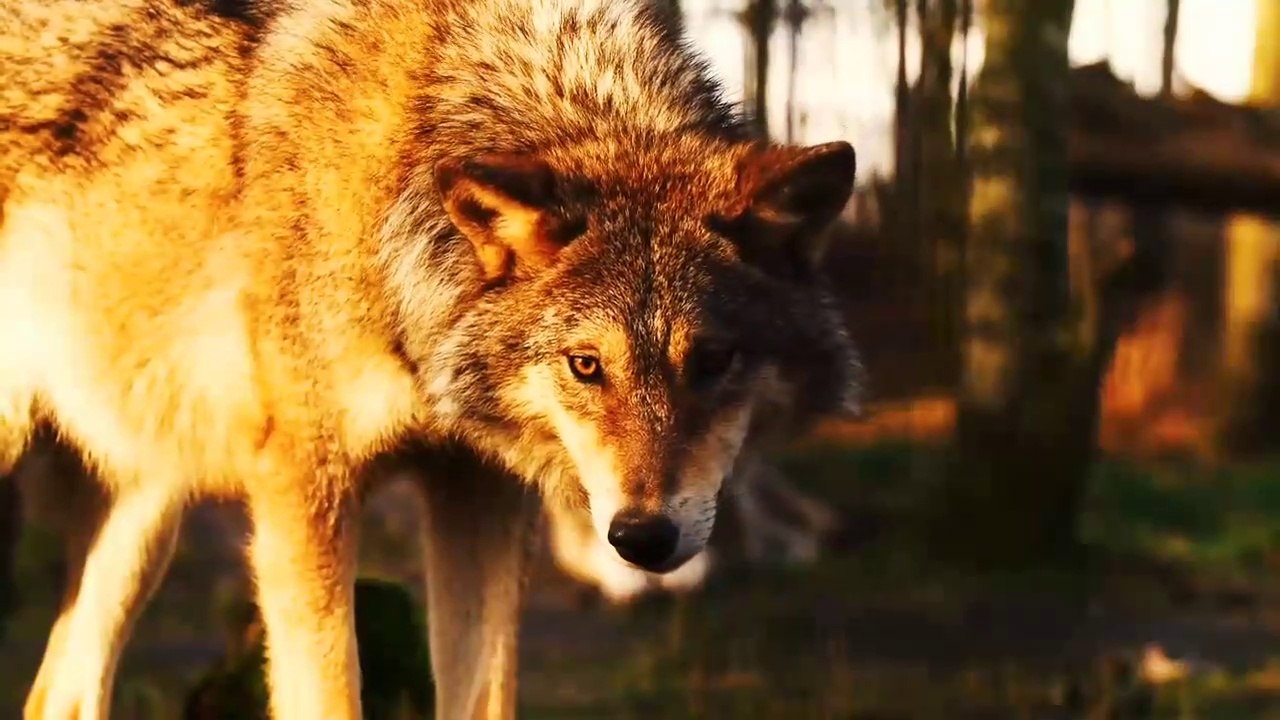 Wolf Animals In The Wild - Funny Animals - Animal And Nature #1