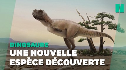 Un dinosaure vieux de 70 millions d'années découvert au Brésil