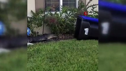 Bahçesine giren timsahı çöp kovasıyla yakaladı