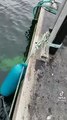 León marino sube a barco para escapar de orcas hambrientas y mujer lo espanta para que vuelva al agua