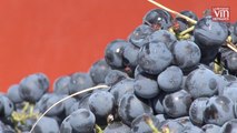 Les vignerons de Bandol façonnent l'identité de leurs vins grâce au mourvèdre