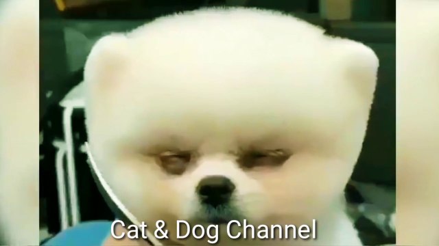 funny dog ​​videos cute puppies - Cute Animals Compilation