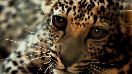 The Birth of This Adorable Arabian Leopard Cub Is Giving Conservationists New Hope
