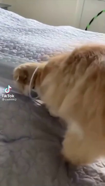 kucing lucu