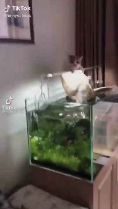 kucing lucu 2
