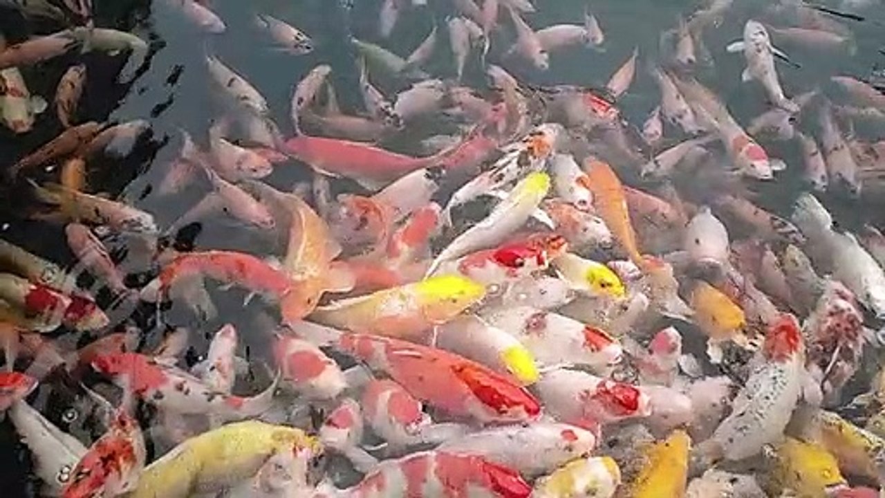 ikan mas koi warna warni (full colour koi)