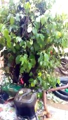 Chuva de granizo em cidades capixabas