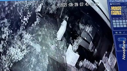 Leopardo salvaje ataca a una mujer en su vivienda y ella logra defenderse con su bastón