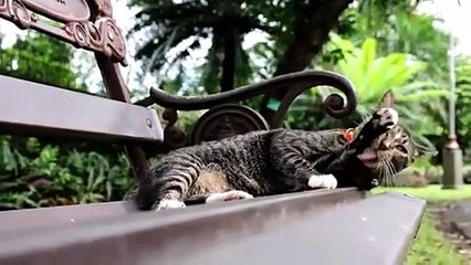 cute cat cats facts HD
