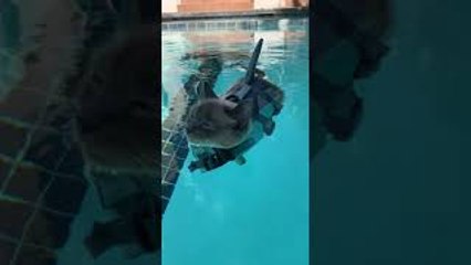 Sharkitty Enjoys Relaxing in Pool