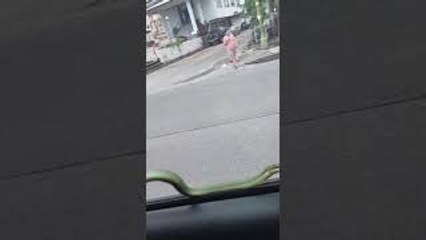 Snake Takes a Joy Ride