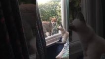 Fox Hangs Out With Kitten Through Window