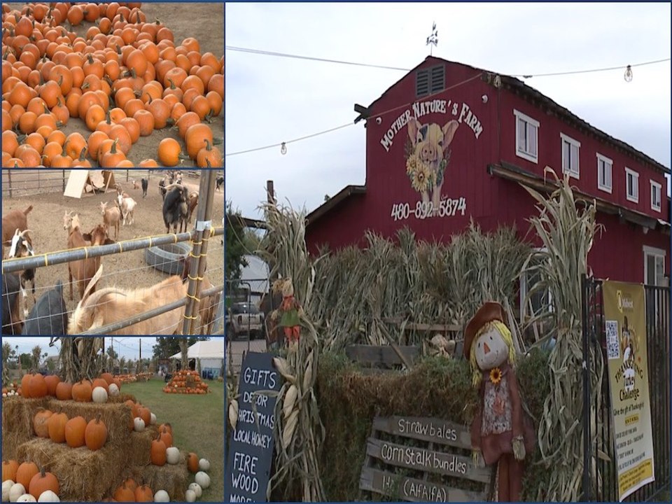 SASQUATCH BURGER! There is a monster burger that uses grilled cheese sandwiches as buns in Arizona - ABC15 Digital