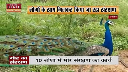 Ujjain में राष्ट्रीय पक्षी मोर का हो रहा संरक्षण