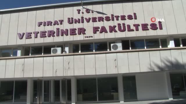 Uluslararası başarıya imza atan FÜ Veteriner Fakültesi, EAEVE tarafından akredite edildi