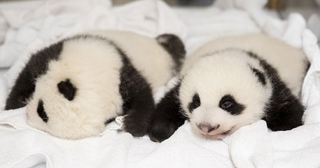 Zoo de Beauval : les jumelles pandas ont ouvert les yeux pour la première fois