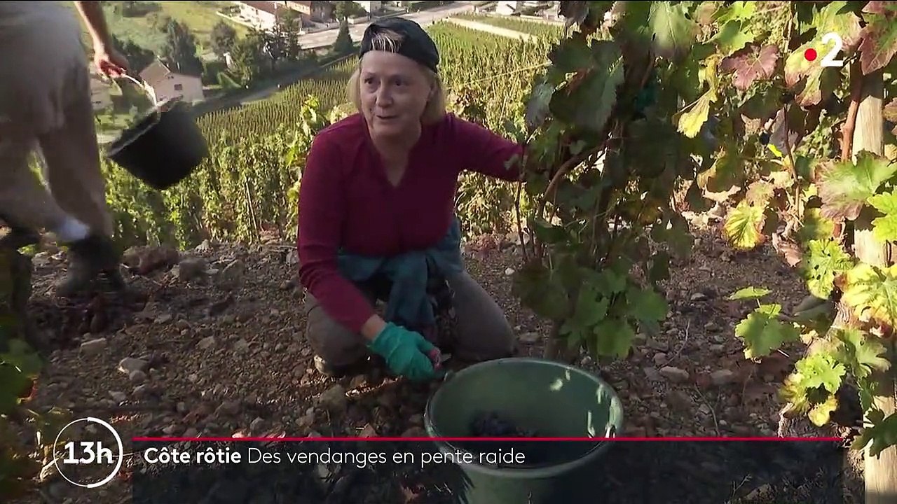 Rhône : dans les coulisses des vendanges en pente du côte-rotie