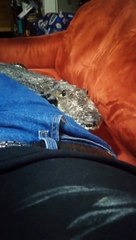 Crocodile de compagnie