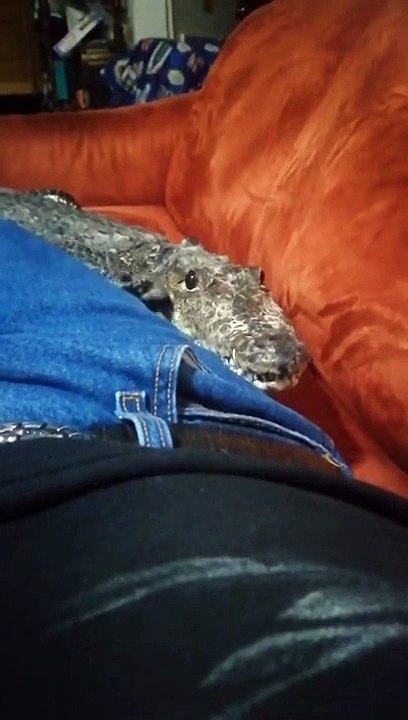 Crocodile de compagnie