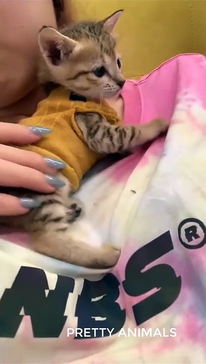cute animals episode 10