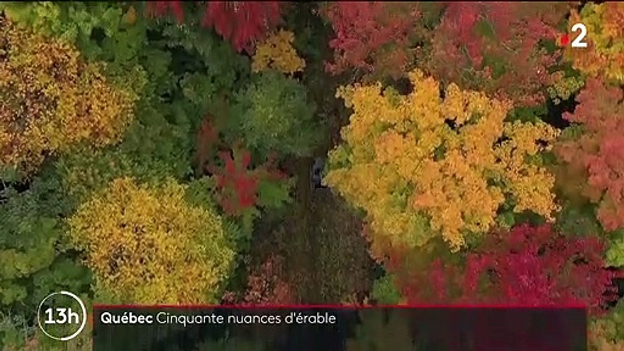 Canada : le sirop d'érable, l'or blond du Québec