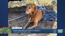 Dog reunited with family after surviving deadly plane crash near Page