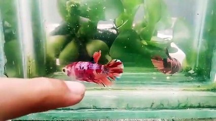 IKAN CUPANG TIDAK NGEDOK PENYEBAB DAN SOLUSINYA