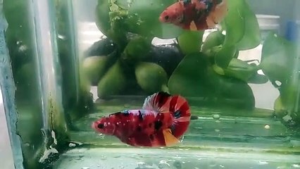 CARA FOTO IKAN CUPANG UNTUK JUALAN ONLINE