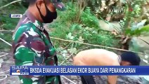 Kewalahan, Warga Tunda Evakuasi 10 Ekor Buaya di Muaro  Jambi