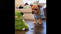 Cute And Funny Pets Try Not To Laugh To These Pets Compilation #7 Cutest Lands