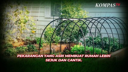 Download Video: Kenali Jenis-jenis Rumput, yang Cocok untuk Hiasan Pekarangan Rumah