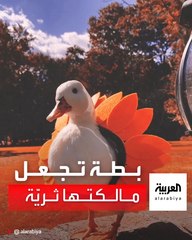 بطة تجعل مالكتها ثرية