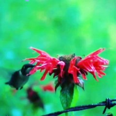shortvideo,humming bird fly to back side really..do you know?,factknowledge ,whyfamousfact,mystery