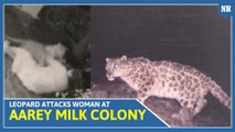 Leopard attacks woman at Aarey Milk Colony, sixth such incident this month