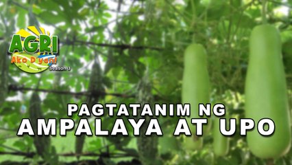 Pagtatanim ng Ampalaya at Upo