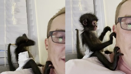 'Cute little spider monkey acting like a nosy neighbor '