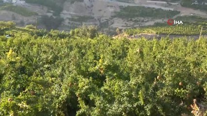 Kuraklıktan etkilenmeyen Zivzik narı, ülke ekonomisine 40 milyon TL gelir sağlayacak